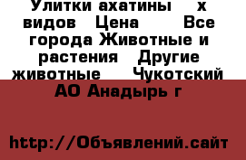 Улитки ахатины  2-х видов › Цена ­ 0 - Все города Животные и растения » Другие животные   . Чукотский АО,Анадырь г.